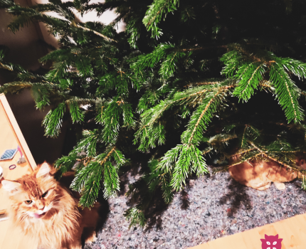Vím jak na to, aby vánoční stromek a dekorace odolaly kočkám!
