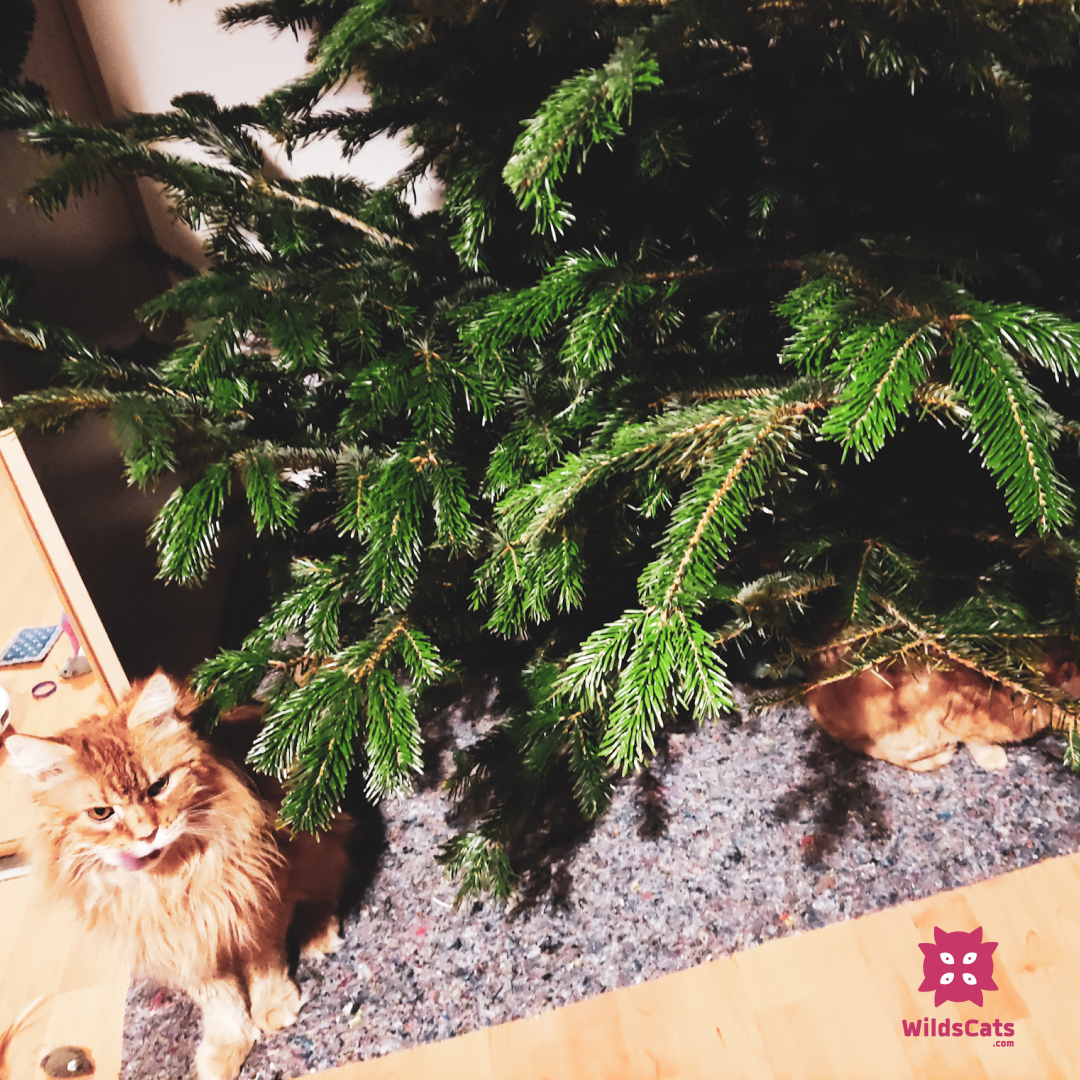 Vím jak na to, aby vánoční stromek a dekorace odolaly kočkám!