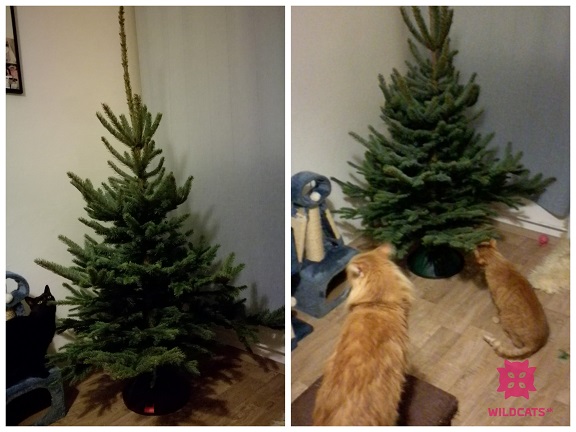 mačky sa zoznamujú s vianočným stromčekom