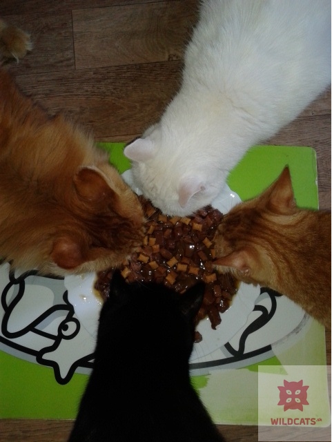 OTÁZKY & ODPOVEDE: Ako „presvedčiť“ moje mačky, aby zjedli iné, ako Royal Canin granule