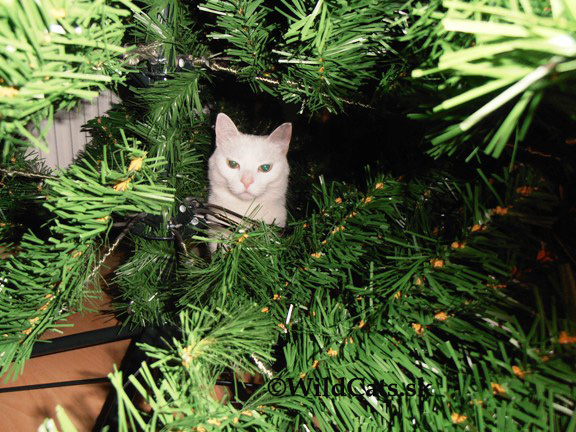 Prvá adventná nedeľa s vianočným videom od Simon´s cat