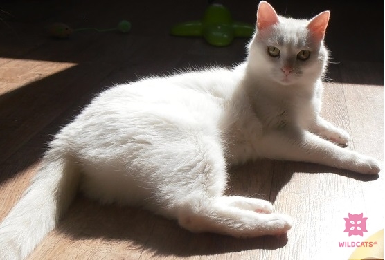Mačka bez preukazu pôvodu je vždy „len“ mačka domáca II