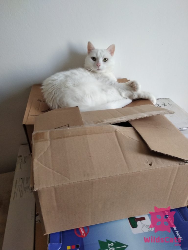 Bella na krabiciach, soí, biela mačka