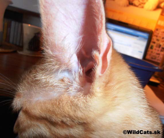 Mačka v kozmetickom salóne – starostlivosť o oči a uši
