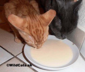 Kollby a Robin pijú mliečko s probiotikami