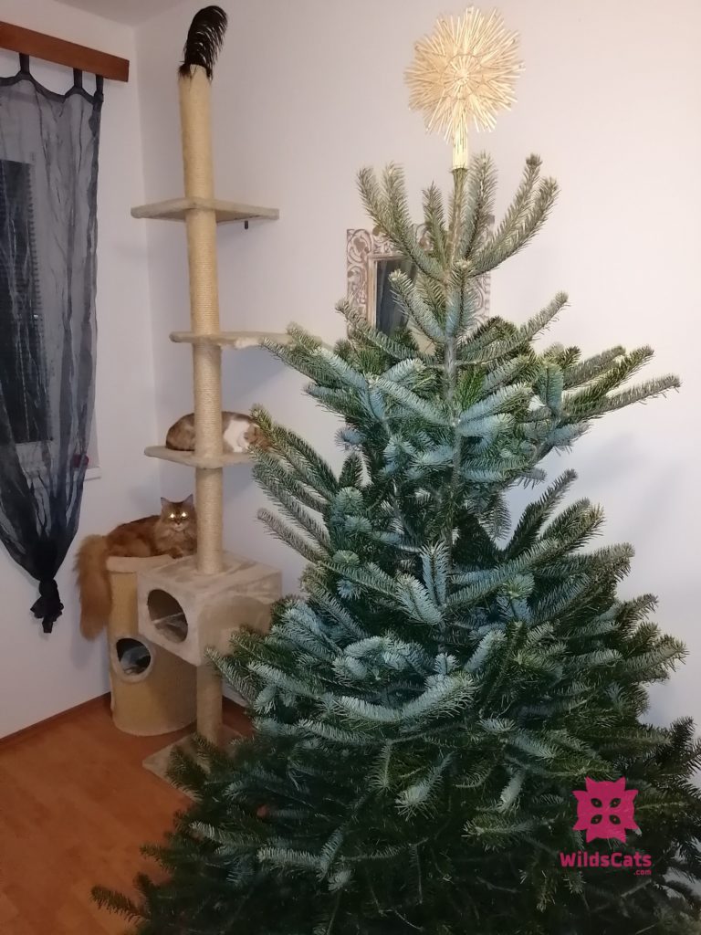 Mačky a vianočný stromček